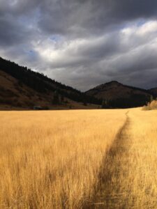THE MEDICINE WALK: An Exploration of Ecopsychology and Rites of Passage